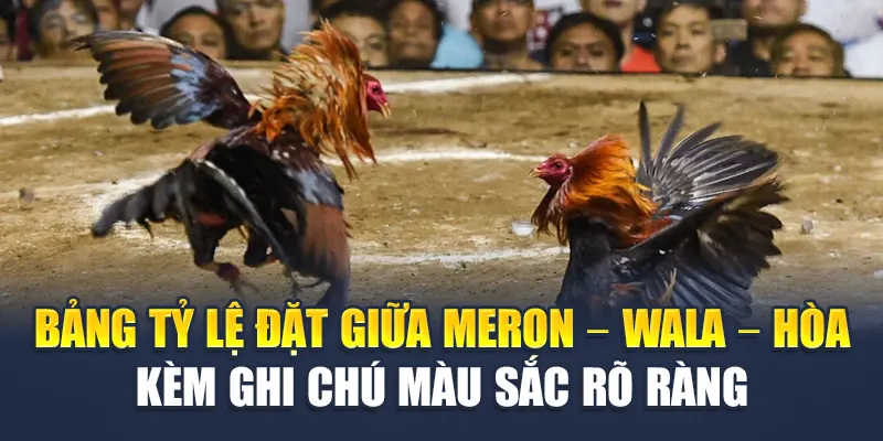Khám Phá Thuật Ngữ Đá Gà Chuẩn Xác Từ W88 Dành Cho Tân Thủ 1 Bảng tỷ lệ đặt giữa Meron – Wala – Hòa kèm ghi chú màu sắc rõ ràng