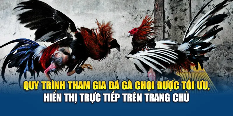 Đá Gà Chọi Tại W88 – Kênh Cá Cược Hấp Dẫn Không Thể Bỏ Lỡ 2 Quy trình tham gia đá gà chọi được tối ưu, hiển thị trực tiếp trên trang chủ